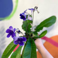 Streptocarpus ionantha 'Denim' - Welsh Grown - Sprouts of Bristol