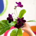 Streptocarpus ionantha 'Dibley's Patricia' - Welsh Grown - Sprouts of Bristol