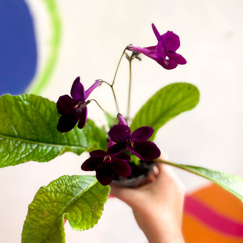 Streptocarpus ionantha 'Dibley's Patricia' - Welsh Grown - Sprouts of Bristol