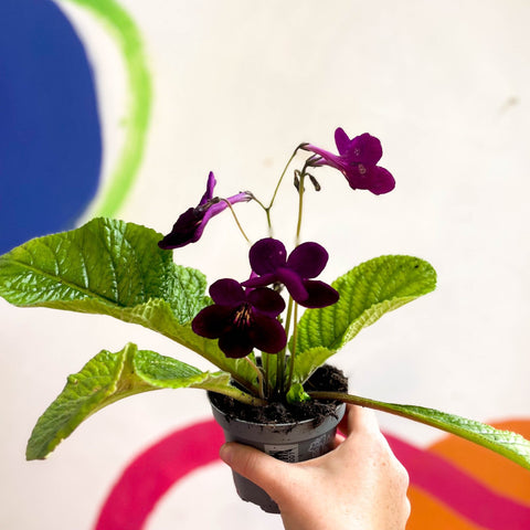 Streptocarpus ionantha 'Dibley's Patricia' - Welsh Grown - Sprouts of Bristol