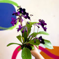 Streptocarpus ionantha 'Elsi' - Welsh Grown - Sprouts of Bristol