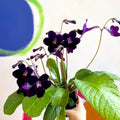 Streptocarpus ionantha 'Elsi' - Welsh Grown - Sprouts of Bristol
