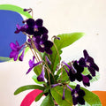 Streptocarpus ionantha 'Elsi' - Welsh Grown - Sprouts of Bristol