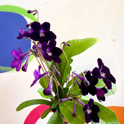 Streptocarpus ionantha 'Elsi' - Welsh Grown - Sprouts of Bristol