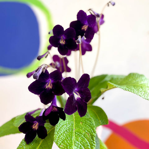 Streptocarpus ionantha 'Elsi' - Welsh Grown - Sprouts of Bristol
