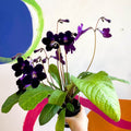 Streptocarpus ionantha 'Elsi' - Welsh Grown - Sprouts of Bristol