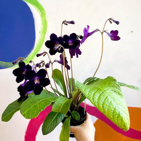 Streptocarpus ionantha 'Elsi' - Welsh Grown - Sprouts of Bristol