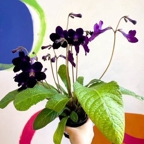 Streptocarpus ionantha 'Elsi' - Welsh Grown - Sprouts of Bristol