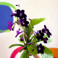 Streptocarpus ionantha 'Elsi' - Welsh Grown - Sprouts of Bristol
