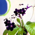 Streptocarpus ionantha 'Elsi' - Welsh Grown - Sprouts of Bristol