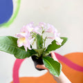 Streptocarpus ionantha 'Emily' - Welsh Grown - Sprouts of Bristol