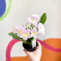 Streptocarpus ionantha 'Emily' - Welsh Grown - Sprouts of Bristol