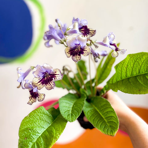 Streptocarpus ionantha 'Harlequin Lace' - Welsh Grown - Sprouts of Bristol