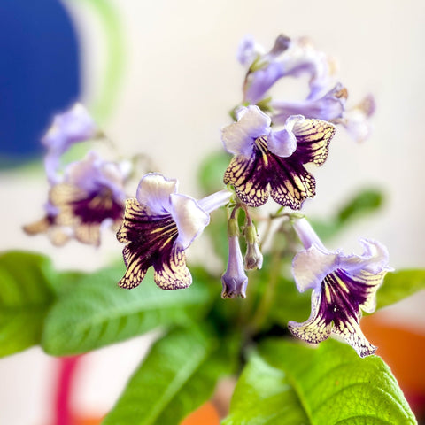 Streptocarpus ionantha 'Harlequin Lace' - Welsh Grown - Sprouts of Bristol