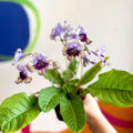 Streptocarpus ionantha 'Harlequin Lace' - Welsh Grown - Sprouts of Bristol