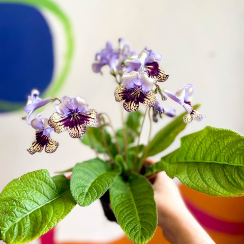 Streptocarpus ionantha 'Harlequin Lace' - Welsh Grown - Sprouts of Bristol