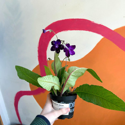Streptocarpus ionantha 'Kim' - Welsh Grown - Sprouts of Bristol