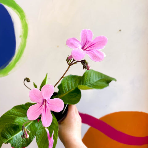 Streptocarpus ionantha 'Laura' - Welsh Grown - Sprouts of Bristol
