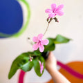 Streptocarpus ionantha 'Laura' - Welsh Grown - Sprouts of Bristol