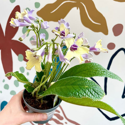 Streptocarpus ionantha 'Lemon Sorbet' - Welsh Grown - Sprouts of Bristol