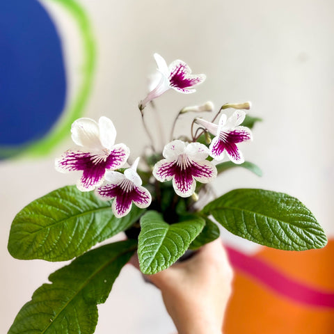 Streptocarpus ionantha 'Lowri' - Welsh Grown - Sprouts of Bristol