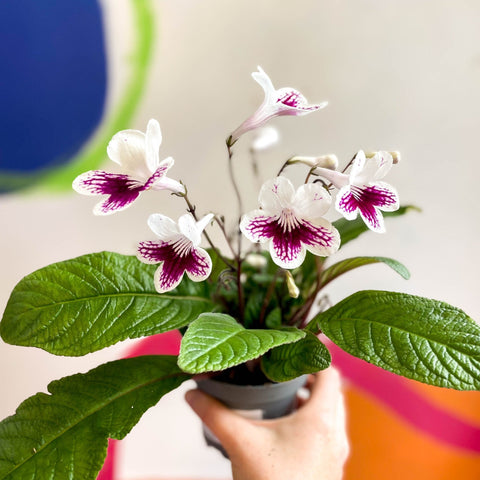 Streptocarpus ionantha 'Lowri' - Welsh Grown - Sprouts of Bristol