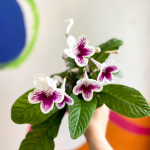 Streptocarpus ionantha 'Lowri' - Welsh Grown - Sprouts of Bristol