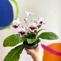 Streptocarpus ionantha 'Lowri' - Welsh Grown - Sprouts of Bristol