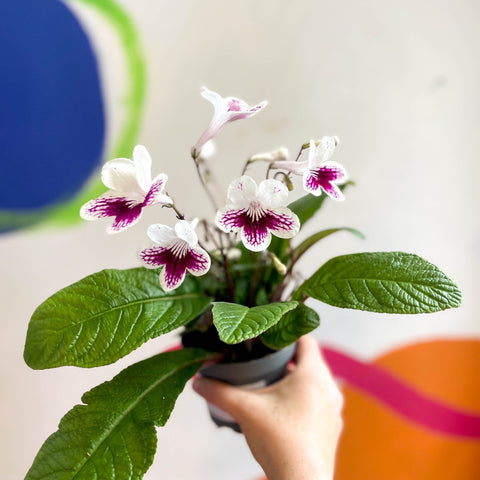 Streptocarpus ionantha 'Lowri' - Welsh Grown - Sprouts of Bristol