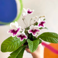 Streptocarpus ionantha 'Lowri' - Welsh Grown - Sprouts of Bristol