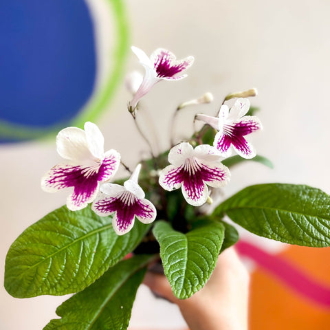 Streptocarpus ionantha 'Lowri' - Welsh Grown - Sprouts of Bristol