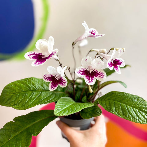 Streptocarpus ionantha 'Lowri' - Welsh Grown - Sprouts of Bristol