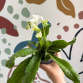 Streptocarpus ionantha 'Luna' - Welsh Grown - Sprouts of Bristol