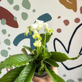 Streptocarpus ionantha 'Luna' - Welsh Grown - Sprouts of Bristol