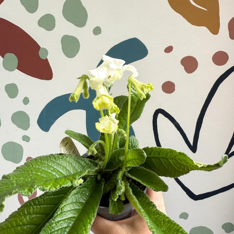 Streptocarpus ionantha 'Luna' - Welsh Grown - Sprouts of Bristol