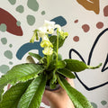 Streptocarpus ionantha 'Luna' - Welsh Grown - Sprouts of Bristol