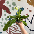Streptocarpus ionantha 'Luna' - Welsh Grown - Sprouts of Bristol