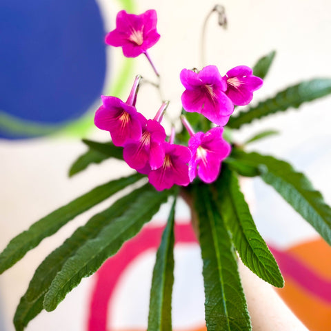 Streptocarpus ionantha 'Padarn' - Welsh Grown - Sprouts of Bristol