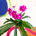 Streptocarpus ionantha 'Padarn' - Welsh Grown - Sprouts of Bristol