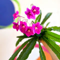 Streptocarpus ionantha 'Padarn' - Welsh Grown - Sprouts of Bristol