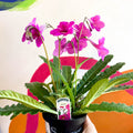 Streptocarpus ionantha 'Padarn' - Welsh Grown - Sprouts of Bristol