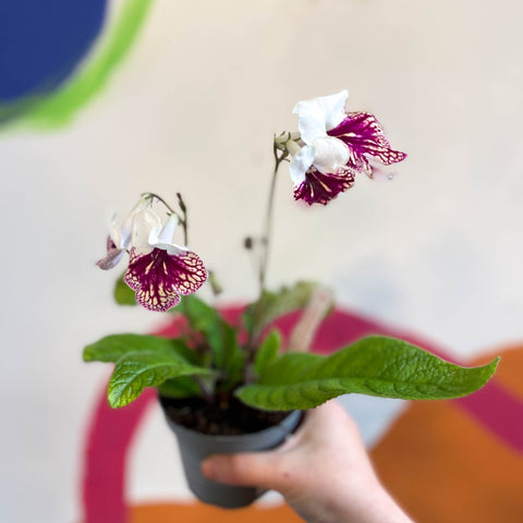 Streptocarpus ionantha 'Plenty' - Welsh Grown - Sprouts of Bristol
