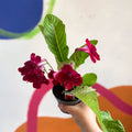 Streptocarpus ionantha 'Rubina' - Welsh Grown - Sprouts of Bristol