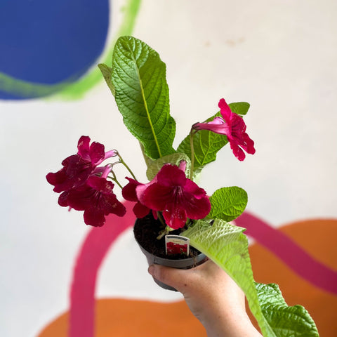 Streptocarpus ionantha 'Rubina' - Welsh Grown - Sprouts of Bristol