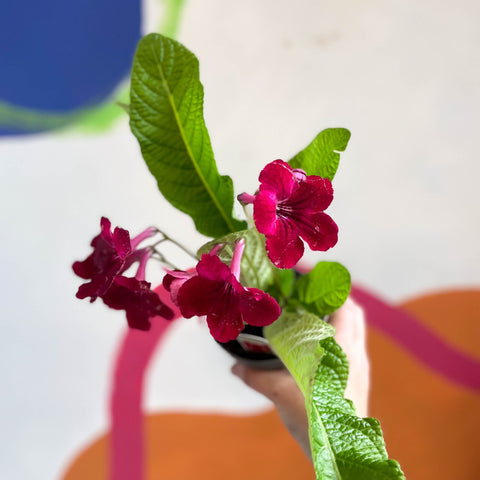 Streptocarpus ionantha 'Rubina' - Welsh Grown - Sprouts of Bristol