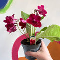 Streptocarpus ionantha 'Rubina' - Welsh Grown - Sprouts of Bristol