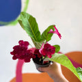 Streptocarpus ionantha 'Rubina' - Welsh Grown - Sprouts of Bristol