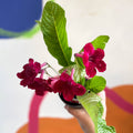 Streptocarpus ionantha 'Rubina' - Welsh Grown - Sprouts of Bristol