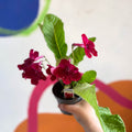 Streptocarpus ionantha 'Rubina' - Welsh Grown - Sprouts of Bristol