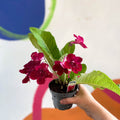 Streptocarpus ionantha 'Rubina' - Welsh Grown - Sprouts of Bristol